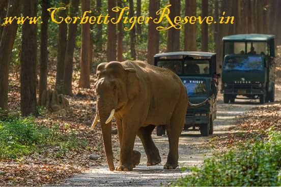 Corbett Tiger Reserve Online Dhikala Canter Safari Booking