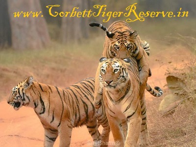 Corbett Tiger Reserve Online Gypsy Safari Booking